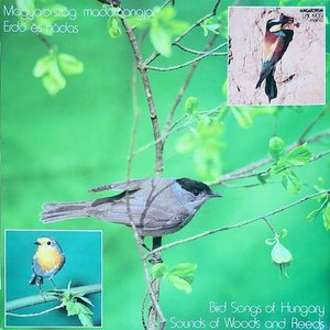 LP Cover